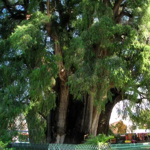 Árbol del Tule - Wikipedia